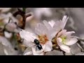 Pollinator Reserves and Their Importance