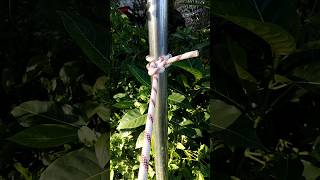 Clove Hitch Half Hitch lock #viral #knot #shortsviral #diy #knotying #knottutorial #knots #fypシviral