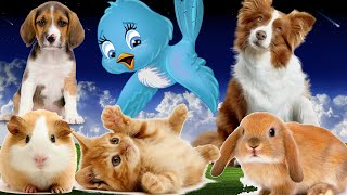 Cute Animals Sound - Dog, Bunny, Kitten, Baby goat, Chicks