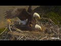 Bird romance  mating among bald eagles osprey falcons and herons