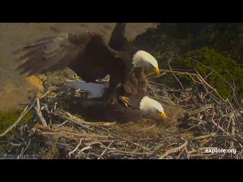 Bird Romance | Mating Among Bald Eagles, Osprey, Falcons, and Herons!