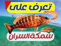 Poisson Prédateur SARAN En Mère Méditerranienne D Algérie صيد سمكة السران 
