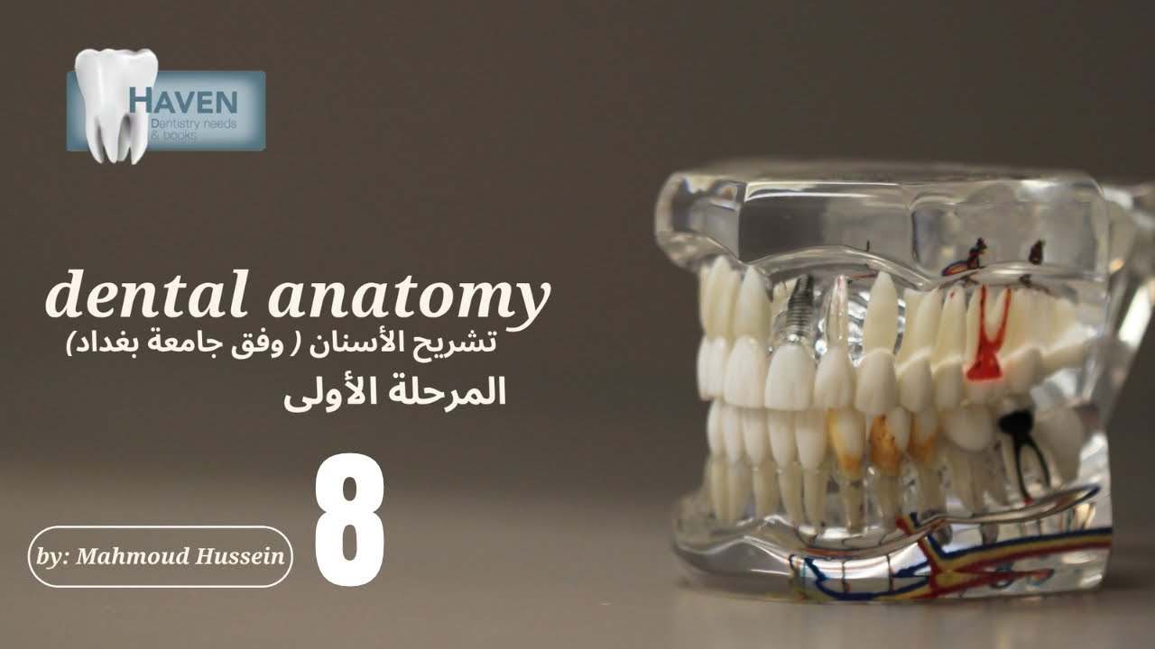 تشريح الاسنان المرحلة الأولى المحاضرة الثامنة| dental anatomy lec 8