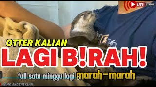 Berang berang sedang birahi lakukan cara  ini