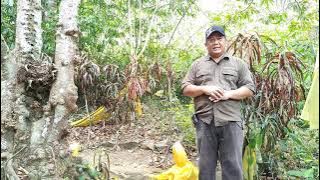 Jejak Makam Hang Tuah di Bentan.