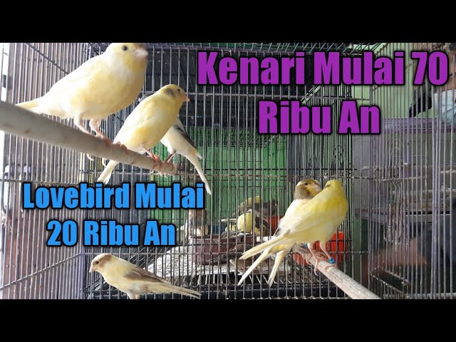 Baru Datang Lovebird Kenari Jalak Kebo Jalak Kapas Trucukan Sinchan Glatik Batu Perkutut Warna - YouTube