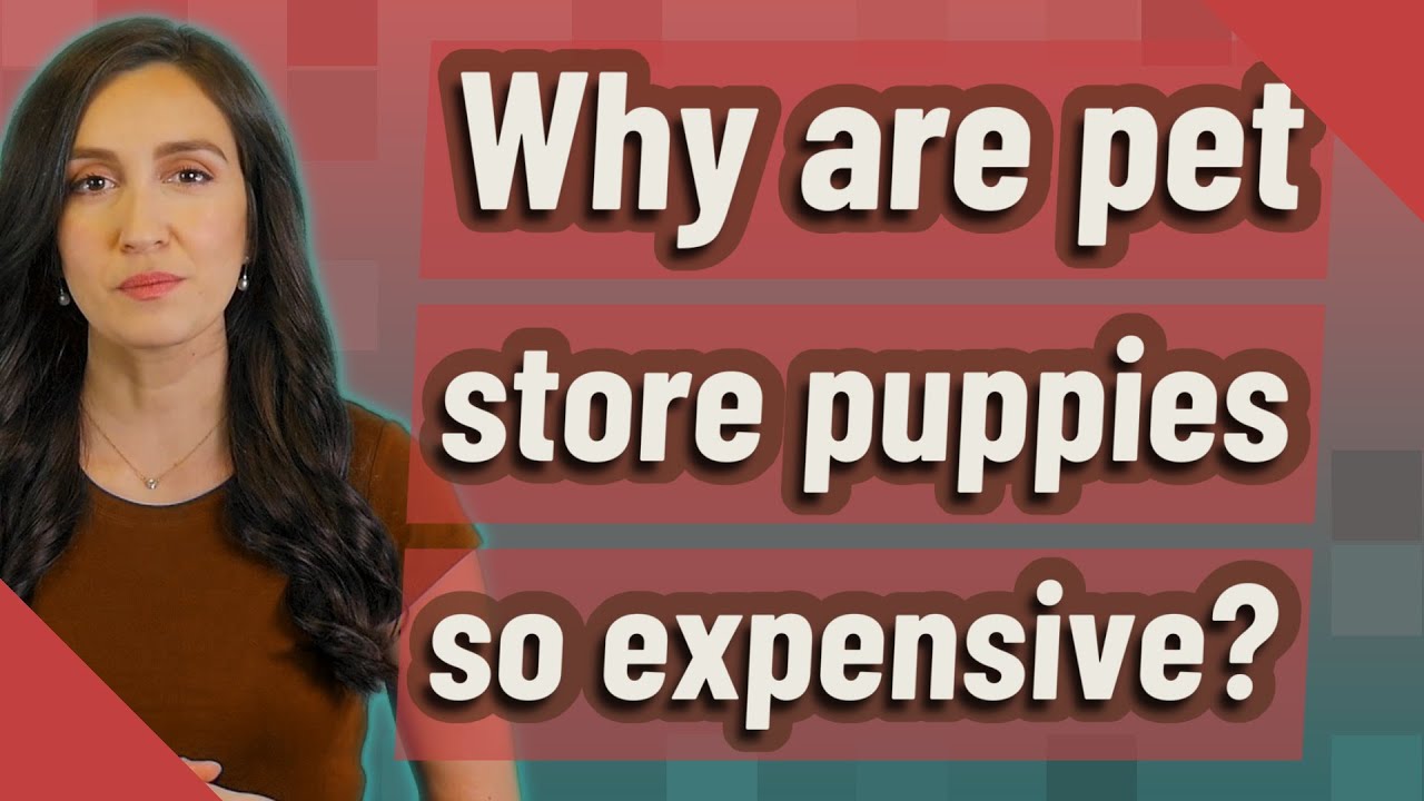 Why are pet store puppies so expensive? YouTube