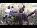 Baby elephant missing its mother | Save baby elephant | Save animals | Animals | wildlife