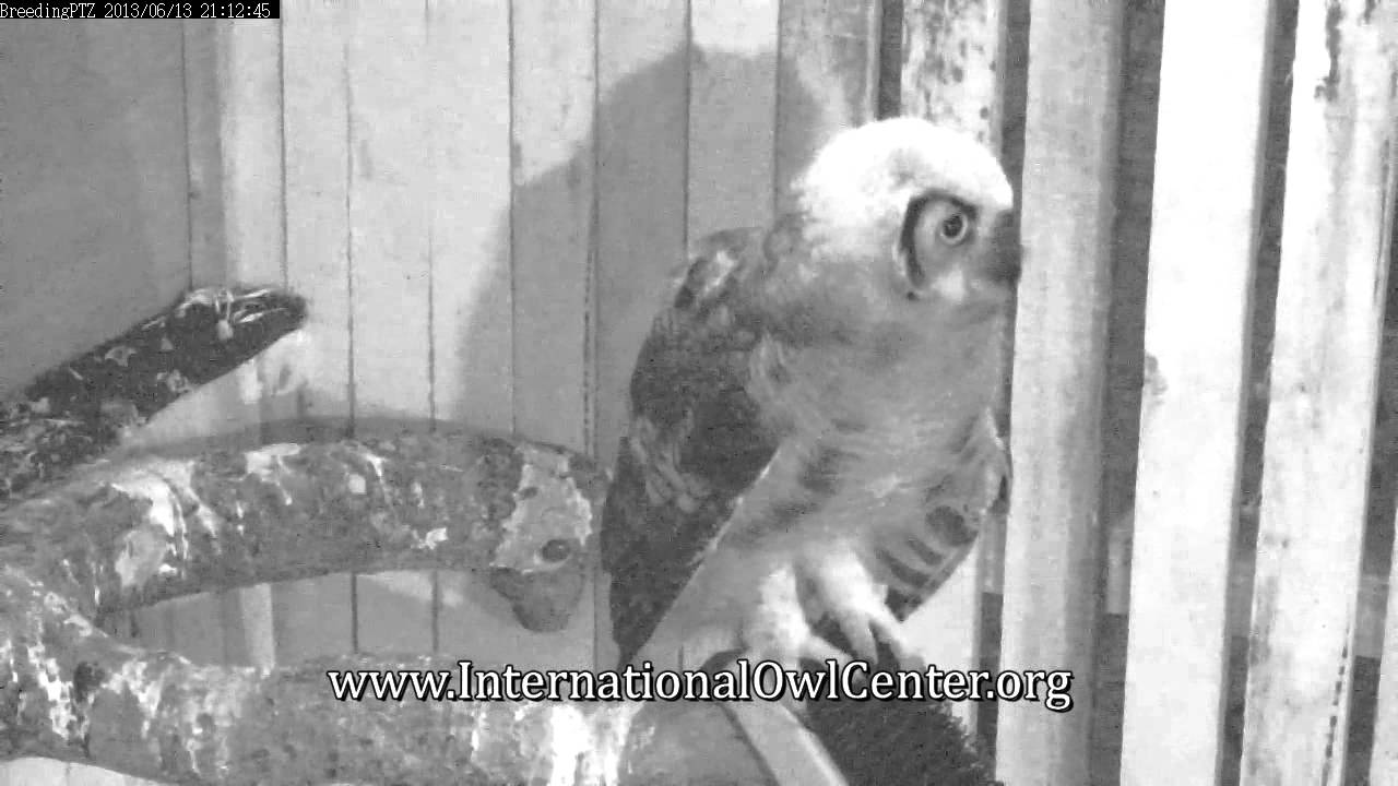 Alarm Calls By Owlet YouTube