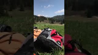 Cuccioli Amstaff Basenji Giocano