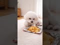 Crispy Chips ASMR 🥔🐶 ミミのポテチモッパンがクセになる✨