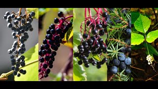 How to identify elderberries; which one is elderberry?