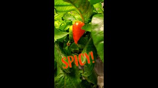 I grew a Ghost Chili pepper, and then ate it! #marshydro #photospeppers