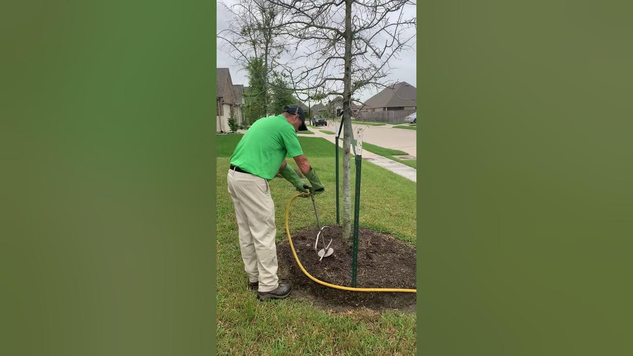 DEEP ROOT FEEDING ON TREES YouTube