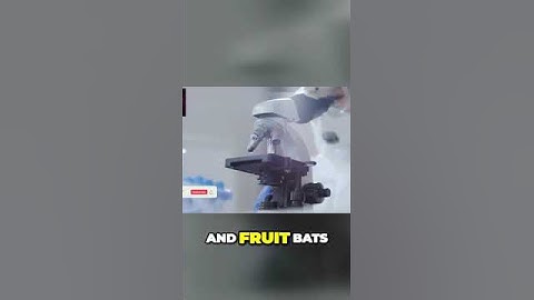 Nipah and Its Effects