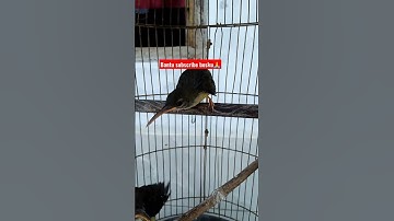 Anakan Pijantung Lolohan
