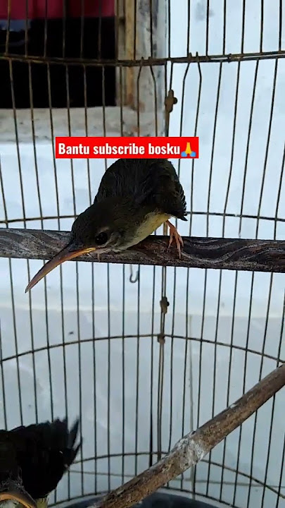 Anakan Pijantung Lolohan