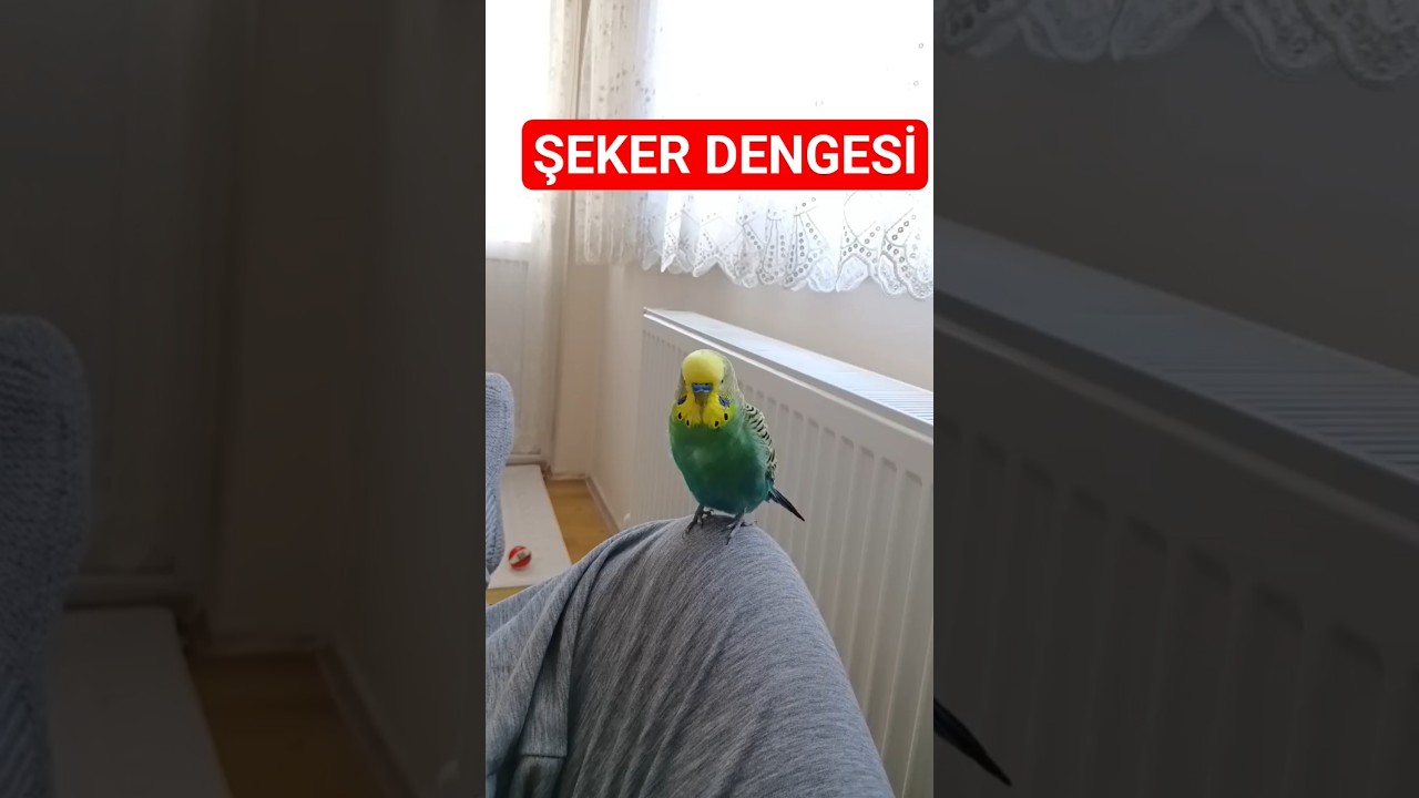 Muz Muhabbet Kuşuna Verilir Mi? 🍌 Bilimsel Gerçekler #MuhabbetKuşu #MeyveBeslenme #MuzveKuşlar