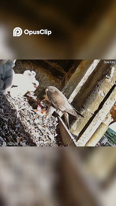 Failed Exposure - Chicks' Actions Still Visible  #birds #wildlife #nature