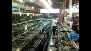 Kota Kinabalu 2012, Video Montage