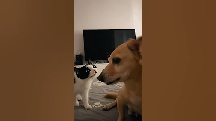 Video 11601281: laugh kittens cute cats, cats funny kittens animals