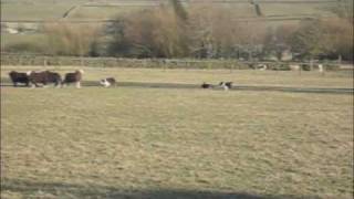Border Collie Puppies seeing Sheep for the First Time