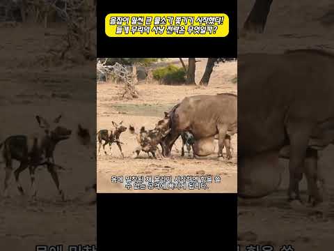 몸집이 훨씬 큰 물소가 쫓기기 시작했다! 들개 무리의 사냥 전략은 무엇일까? thumbnail