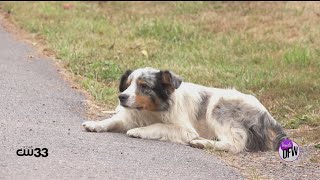Why you should microchip your dog