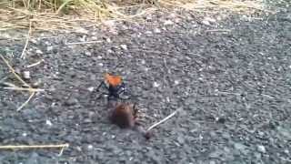Tarantula Hawk with prey