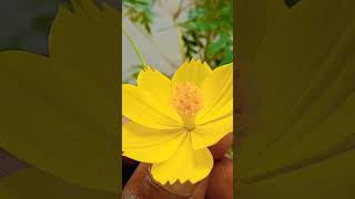 wow beautiful yellow  color flower #shortsfeed #shortvideo #shorts @newtopSL
