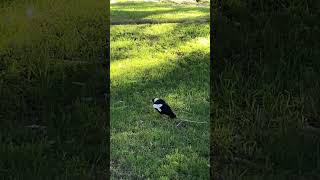 Revenge 👁️👁️Served Cold. Cacatua Galerita Eleonora vs Magpie Part 2