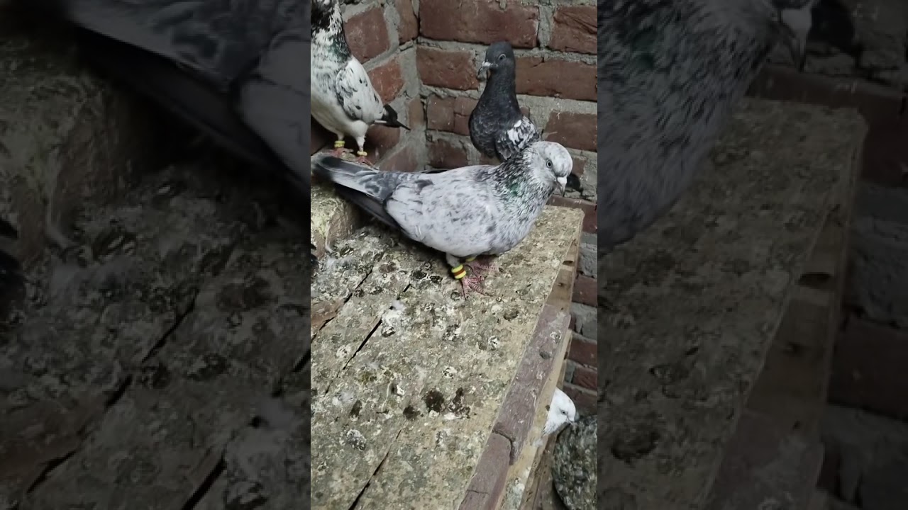 For sale highfilayar kabutar mb 7900795416