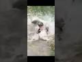 Lo que está quieto se deja quieto Joven molesta un #pescado  y casi le cuesta la vida  #history