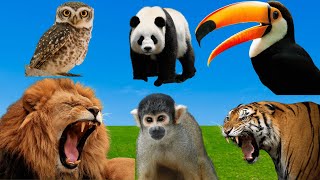 Funny Farm Animal Sounds  Owl, Pig, Tiger, Toucan, Swan, Lion, Panda, Meerkat, | Animal moments