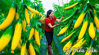 How to harvest Cucumber & Go to the market sell - Harvesting and Cooking | Daily Life