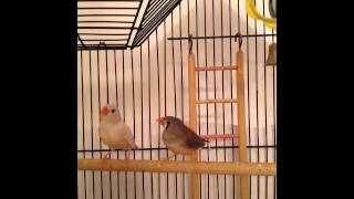 Suara Zebra Finch (bip \u0026 mengintip) Suara Zebra Finch (bip \u0026 mengintip)