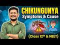Chikungunya vs Dengue — What is the difference? Full information on Symptoms | Class 12th and NEET
