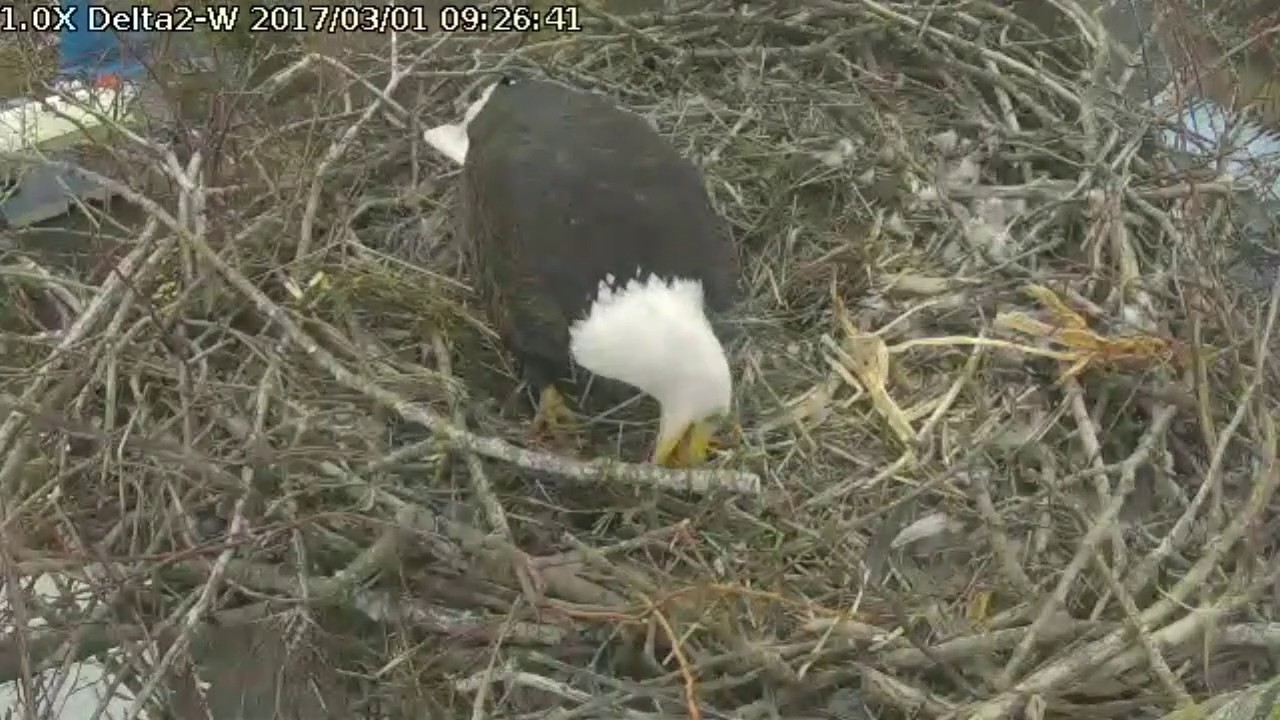 bald eagles in wisconsin Delta2 West view Mar 1, 2017 9:35am Pa nest tree branch