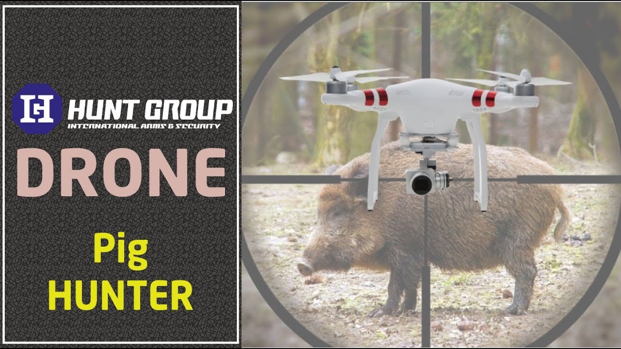 Pig hunting with drone