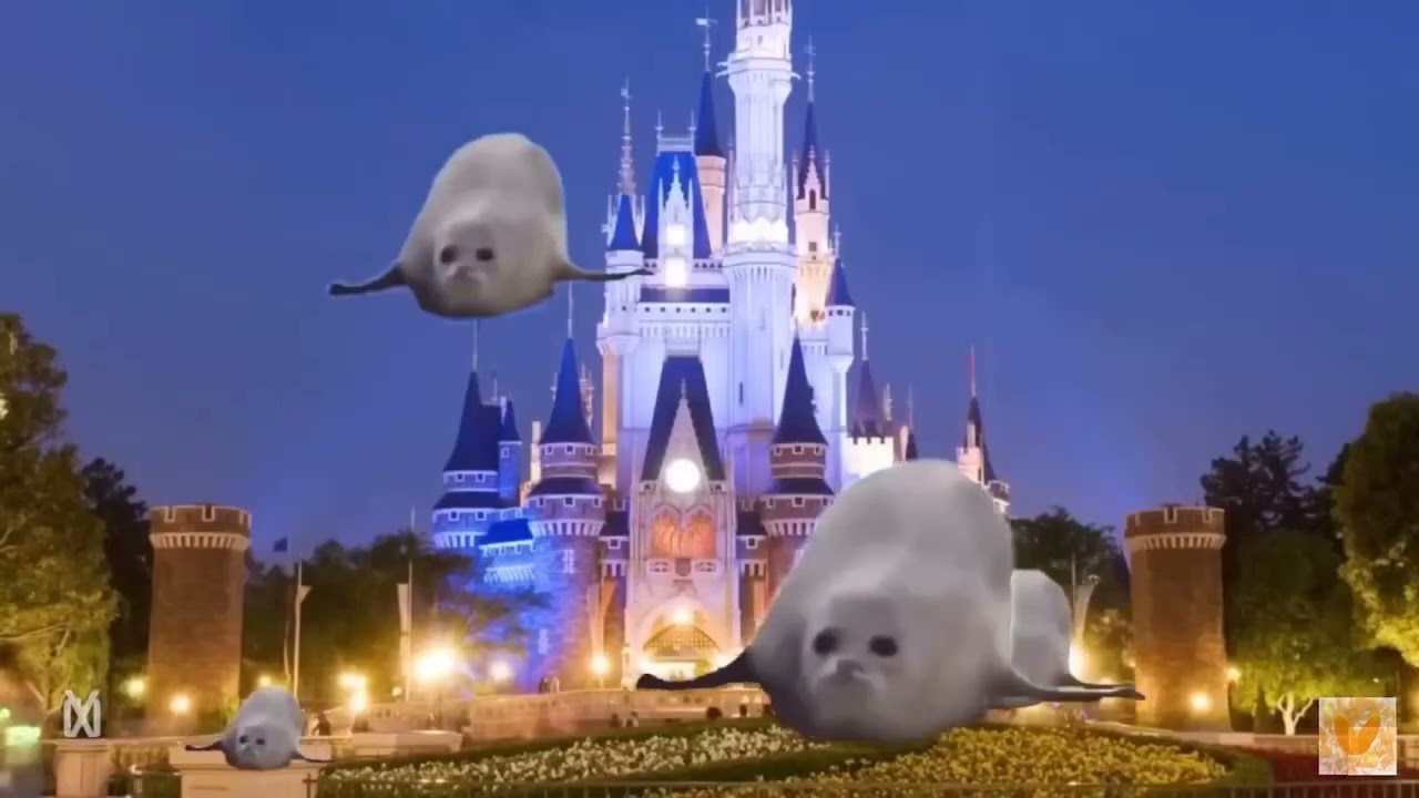 The bouncing seals 🦭