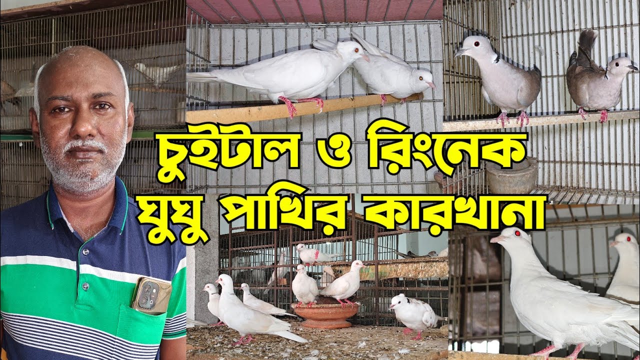 মোমিন ভাইয়ের ঘুঘু পাখির খামার | ঘুঘু পাখির দাম | SK AVIARY & AGRO
