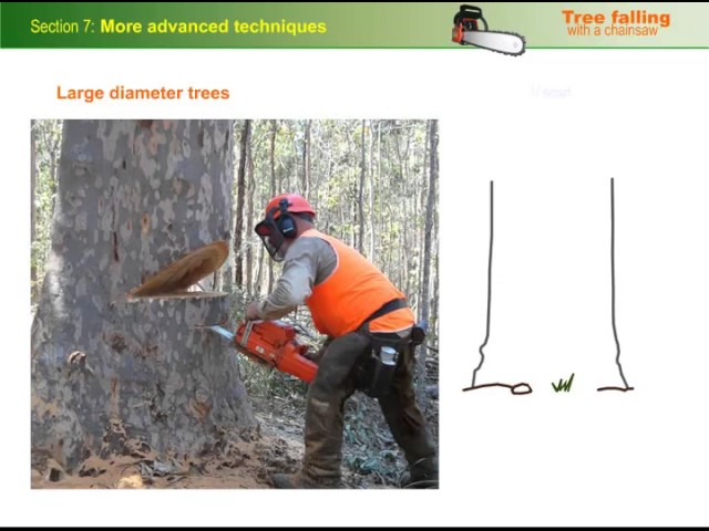 Advanced techniques for falling trees with a chainsaw 