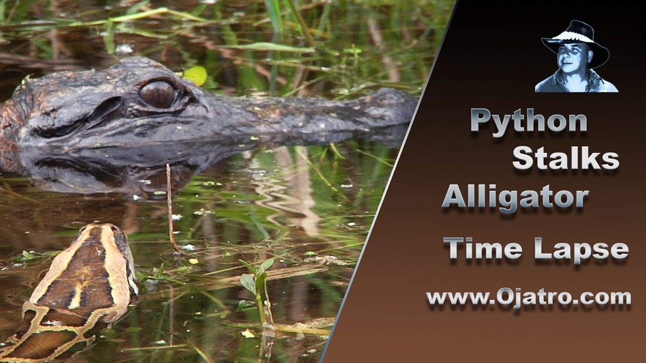 Python Atacking A Gator Python stalks Alligator 01 - Time Lapse - YouTube