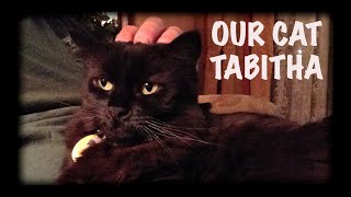 Our Cat Tabitha