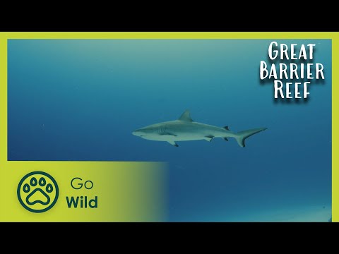 Living Reef | Russell Crowe's The Great Barrier Reef: a Living Treasure 1/4 | Go Wild