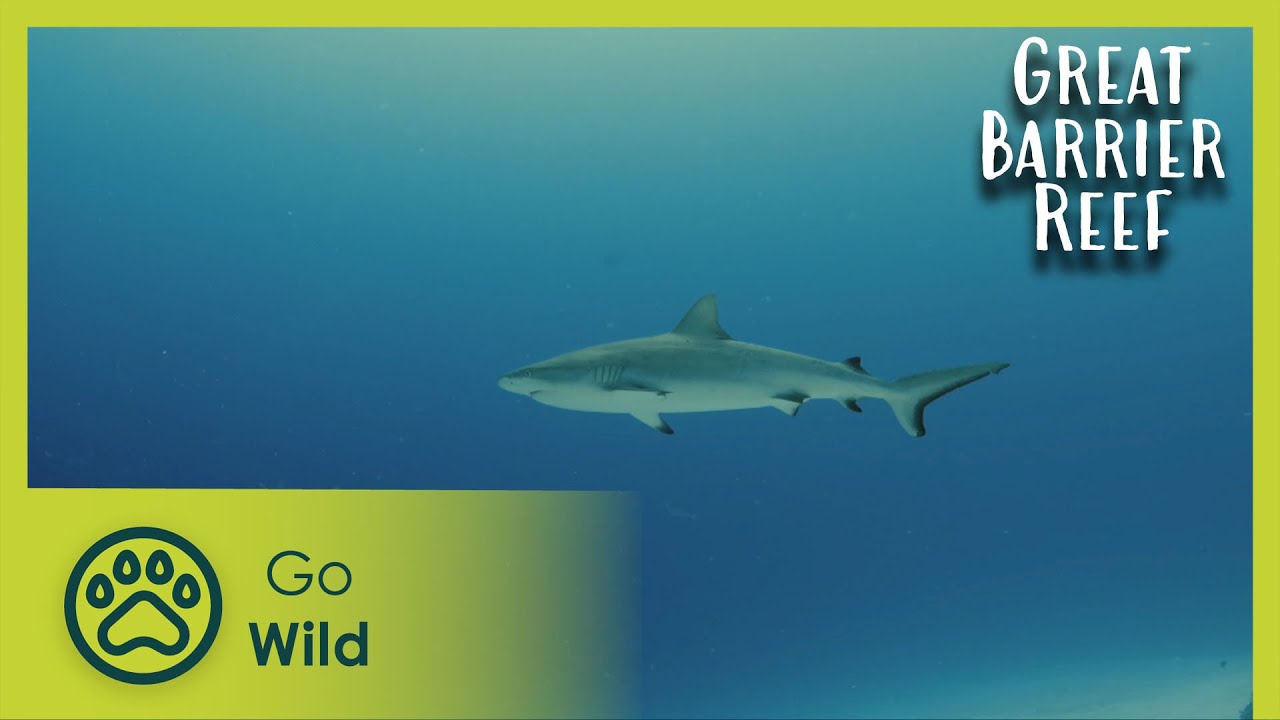 Documentary backdrop image for Living Reef (2024)
