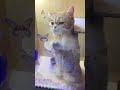 👆🏻Santai👆🏻 🐈video kucing🐈⬛ #kucing #pusa #قطة #iring#cat
