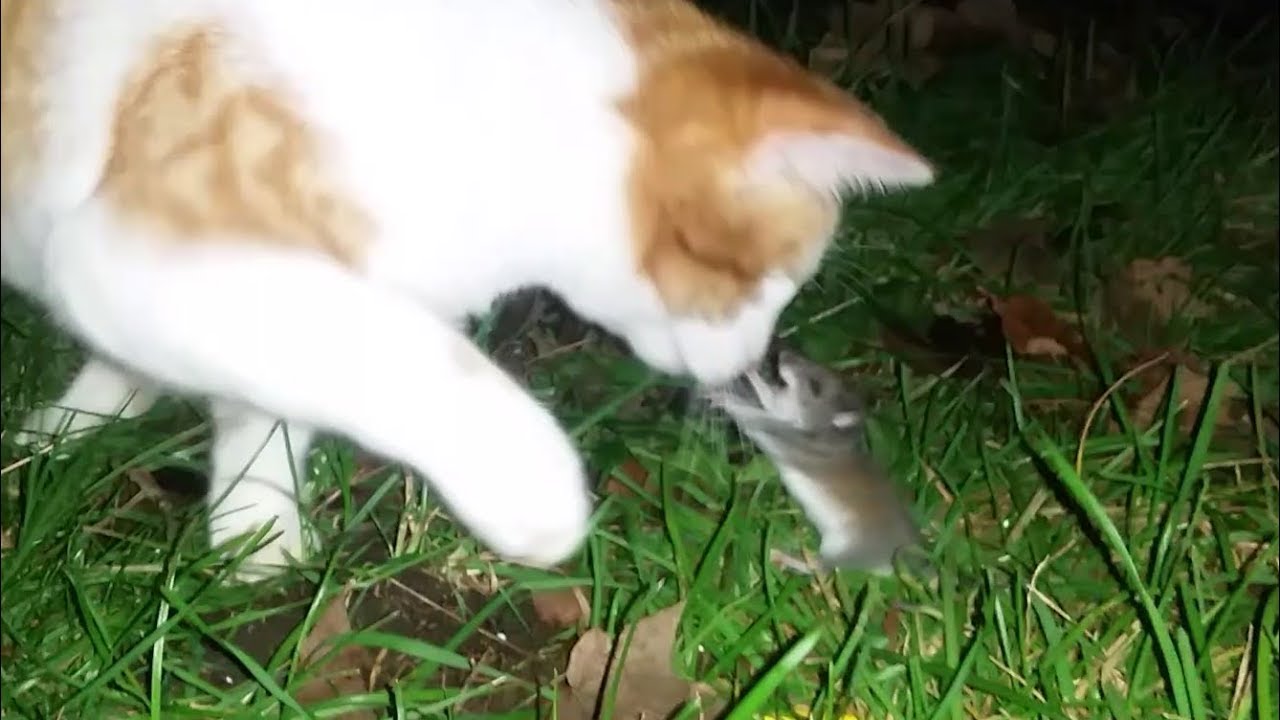 FIGHT!!! Mouse Attacks Kitten. Cat vs. Rat Boxing Scared Kitten. Mighty