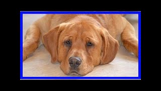 | Dog Rescue StoriesUPDATE! Only Dog Left At Shelter After Adoption Event Now Has A Famous Family!