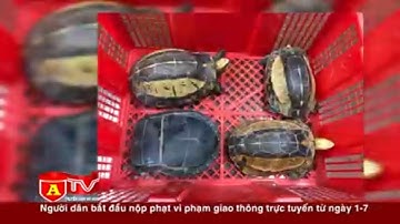 Hà Nội: Phát hiện vụ mua bán trái phép rùa trán vàng quý hiếm I ANTD